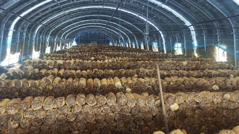 内蒙古开鲁县黑龙坝镇孟家堡村：菌菇种植撑起“致富伞”