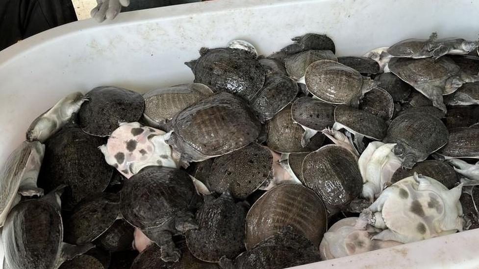 如何利用物联网技术实现养鳖智能化管理，探索技术应用路径，提升养殖管理水平​