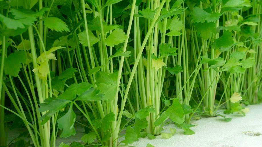 阳台水培菜指南：哪些菜适合？芹菜可以吗？