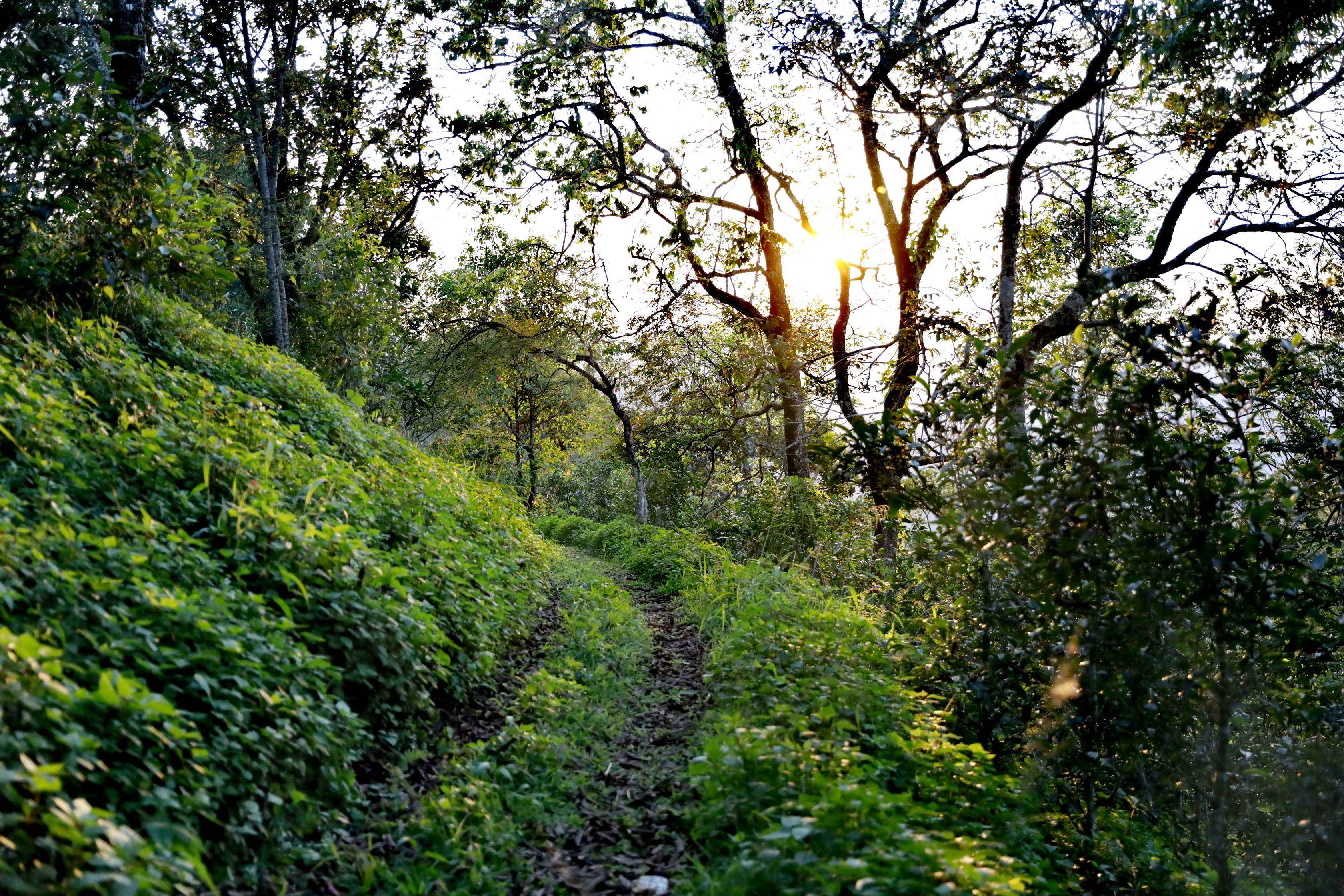 普洱茶的“古六大茶山”是哪六个？跑过 5 座山的茶客终于说清了