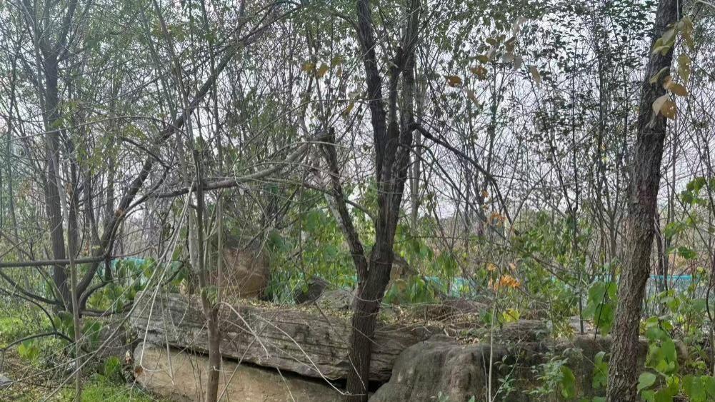 桃花潭水绿千尺 怎奈铁网圈荒坡