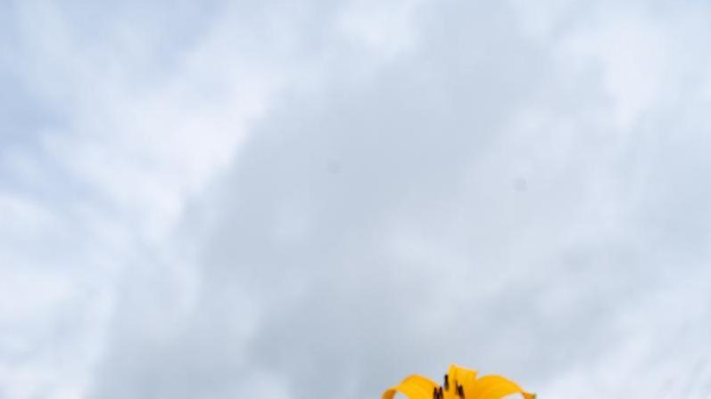 春季金针菜移栽的最佳时间是什么？