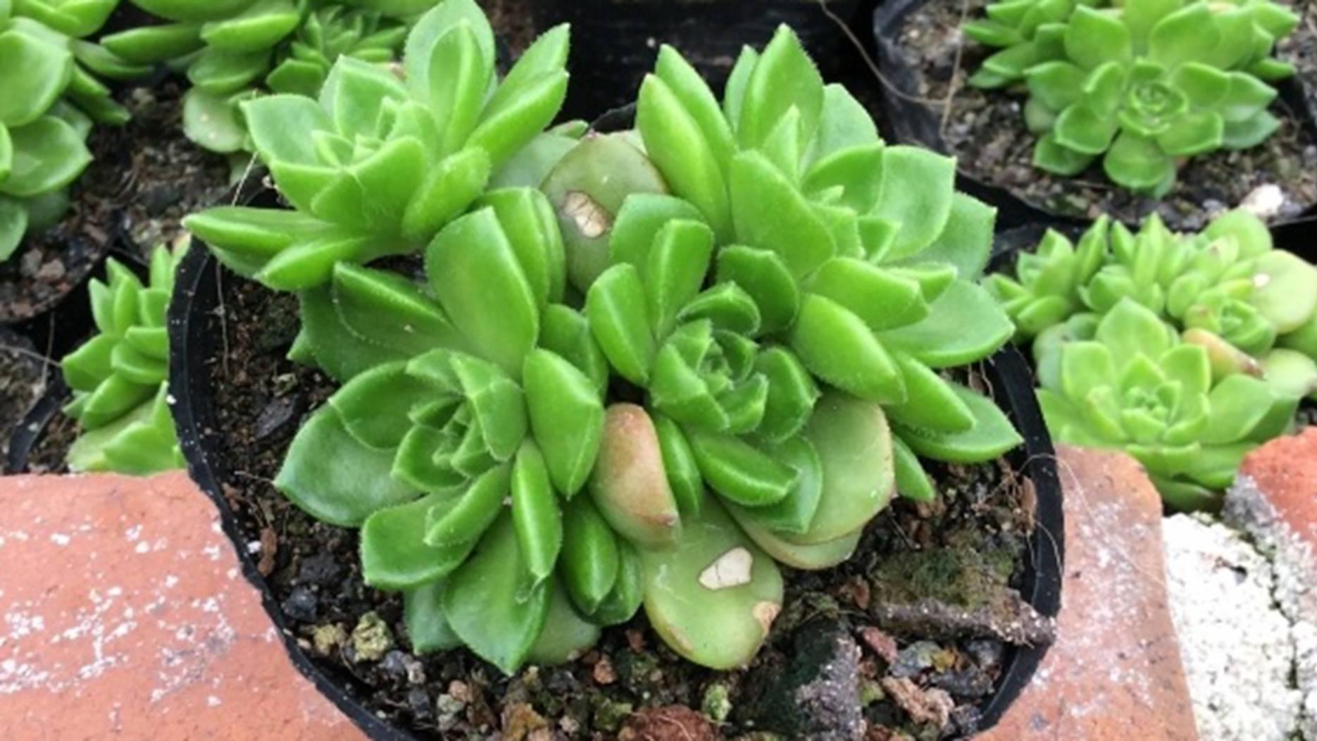 蒂亚水培转型，两周适应观察，现代办公室案，营养液EC值调整