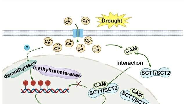 JIPB | 浙江大学徐建红课题组揭示水稻逆转录转座子Copia2在干旱胁迫下激活的双重机制