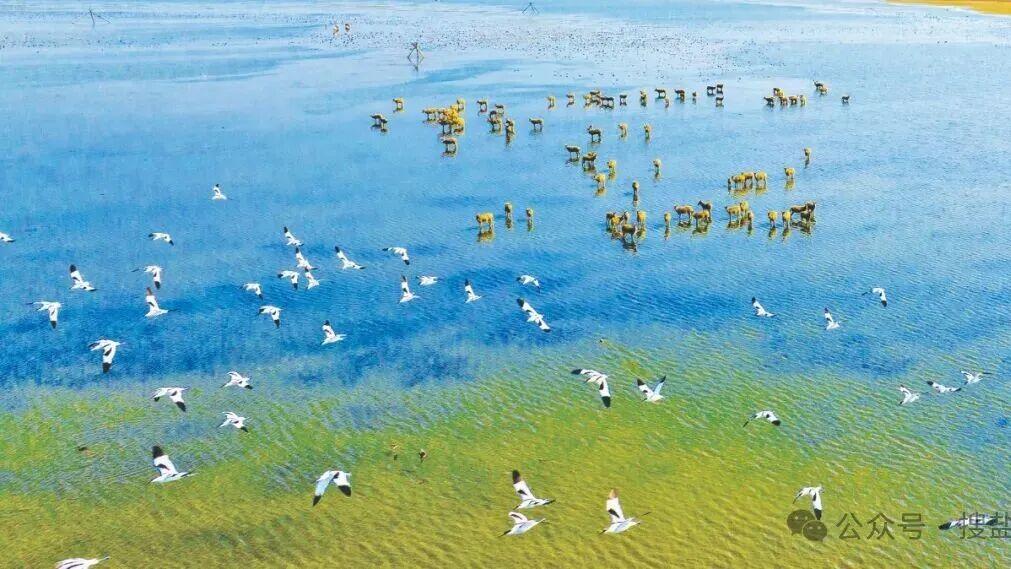 盐城第1号总林长令发布！