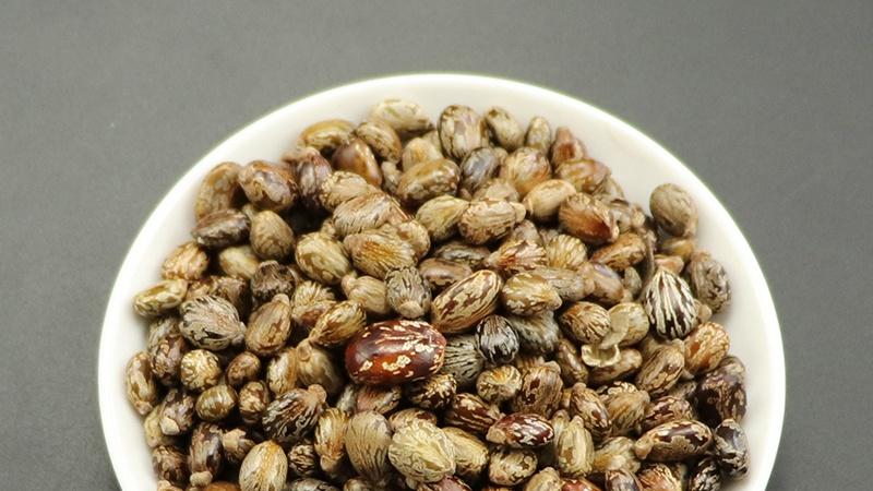 蓖麻抗旱研究，根系构型改良技术，内蒙古沙地试验，水势梯度监测