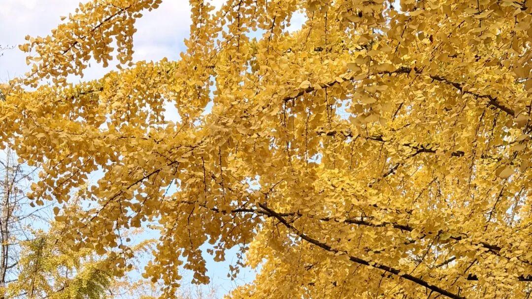 广东人欣赏银杏美景的好去处，韶关南雄帽子峰的最佳观赏期已到