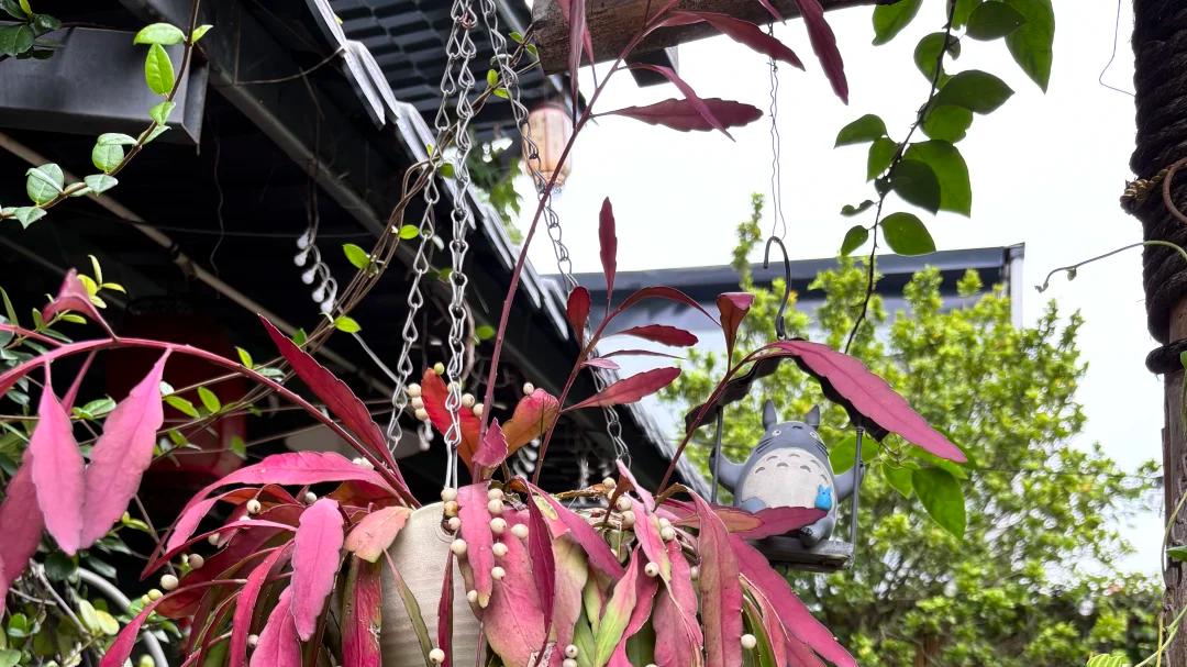 一种国外很流行的花，全身都是“优点”，在国内却是“冷门”绿植