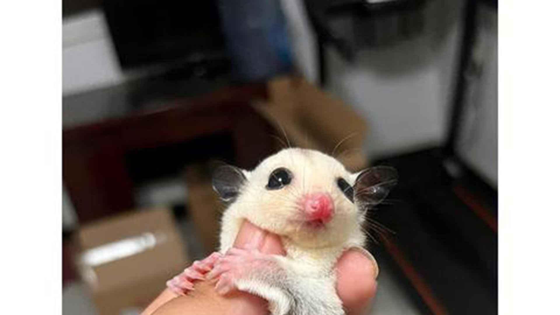 皮毛代谢物分析，南方湿热气候，蜜袋鼯护养，洗护周期定