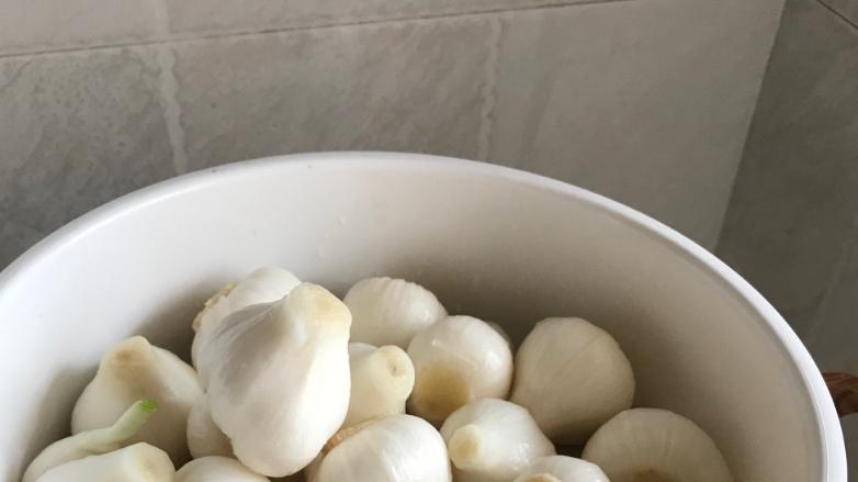 江西大蒜浇水技巧分享，合理灌溉助高产，提升蒜头品质