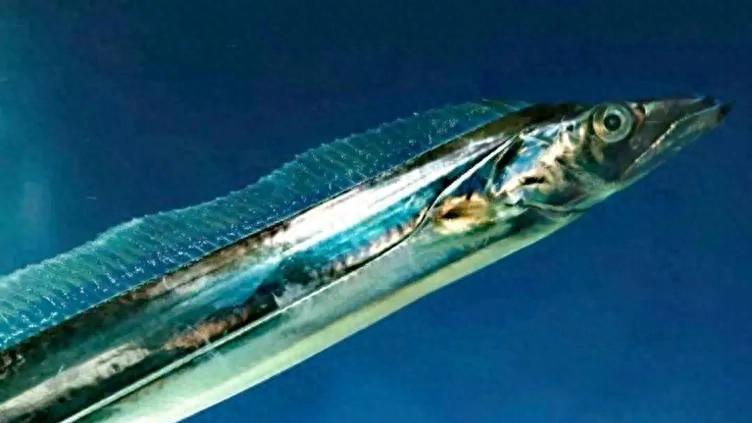 带鱼还没出水就“自爆”了，那为何我们吃的带鱼是完整的？