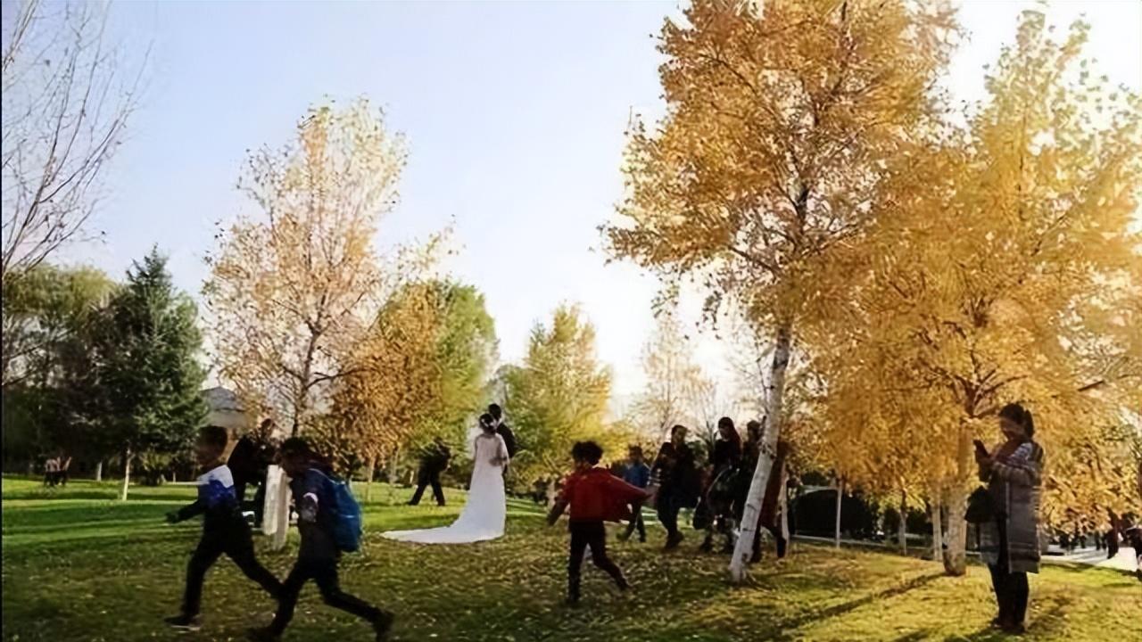 秋叶洒金！平凉广成大酒店院内秋景怡人 市民出游赏秋