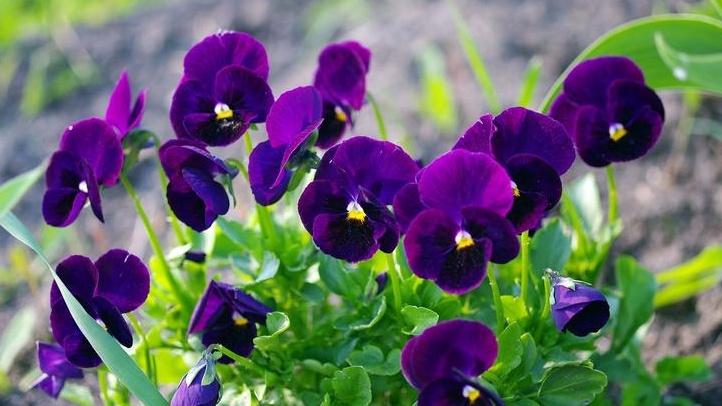 三色堇花食开发，油炸工艺优化，网红餐厅联名，过敏原检测