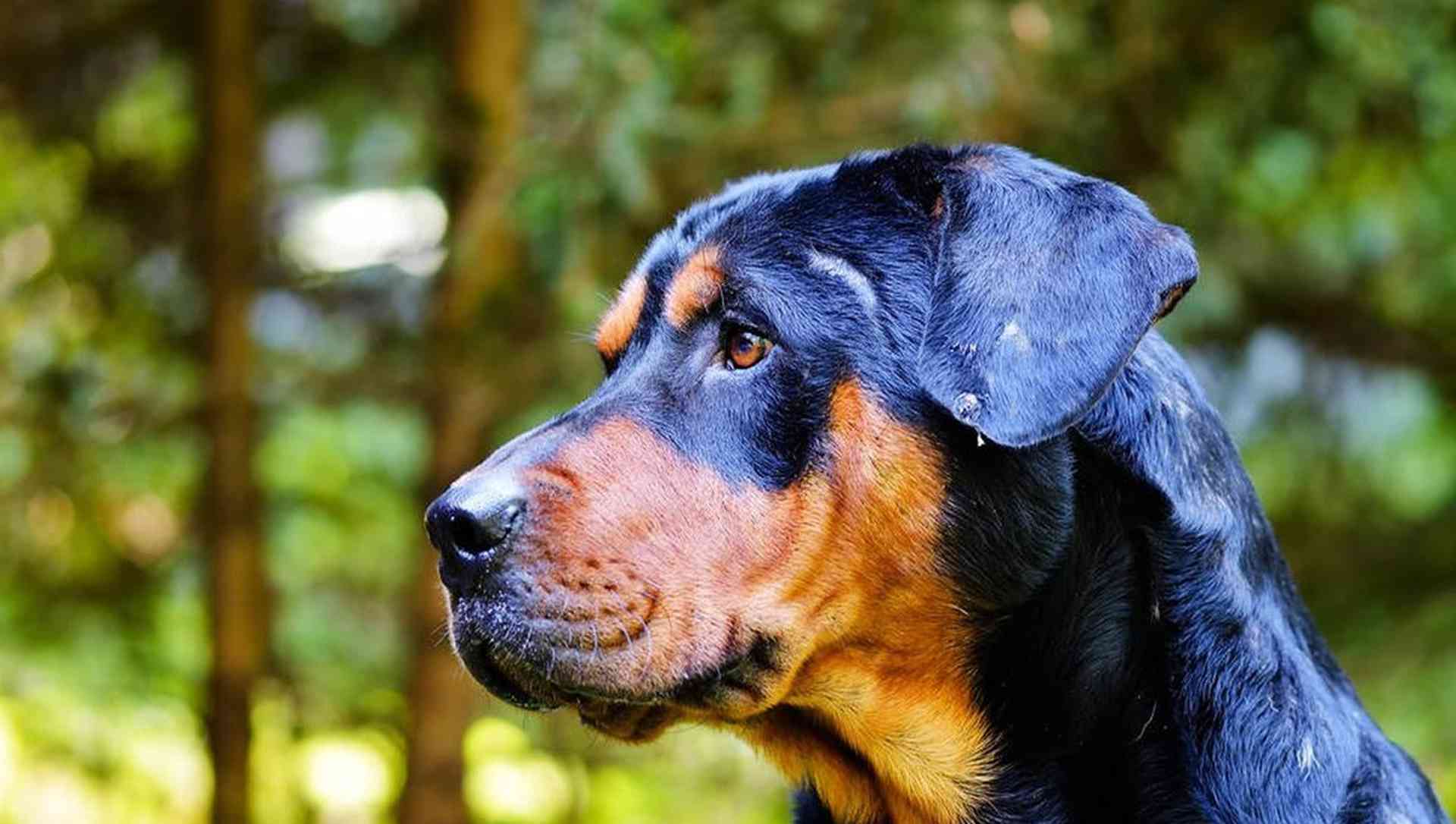 罗威纳幼犬免疫程序，大型犬舍操作手册，疫苗间隔记录表，抗体检测别跳过