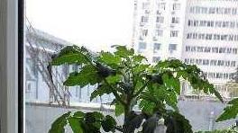 用几个空油桶当花盆高效栽种青菜蒜苗，轻松实现阳台全年蔬菜自给自足