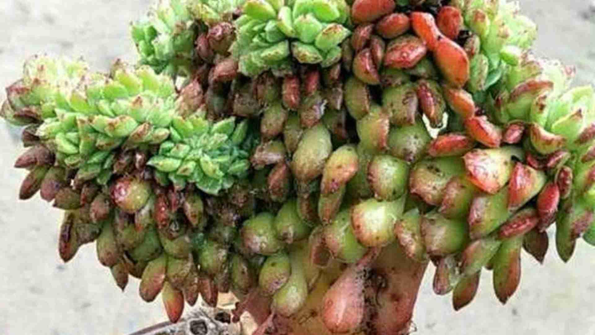 蒂亚控型矮化，LED光谱调控，商场立柱绿化，摘心次数限制