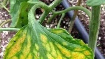 棚室番茄花叶病的5大预防技巧，你知道几个？