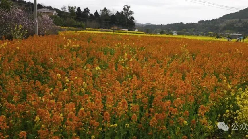 人生百态195：丙夺丁晖，劫财争财