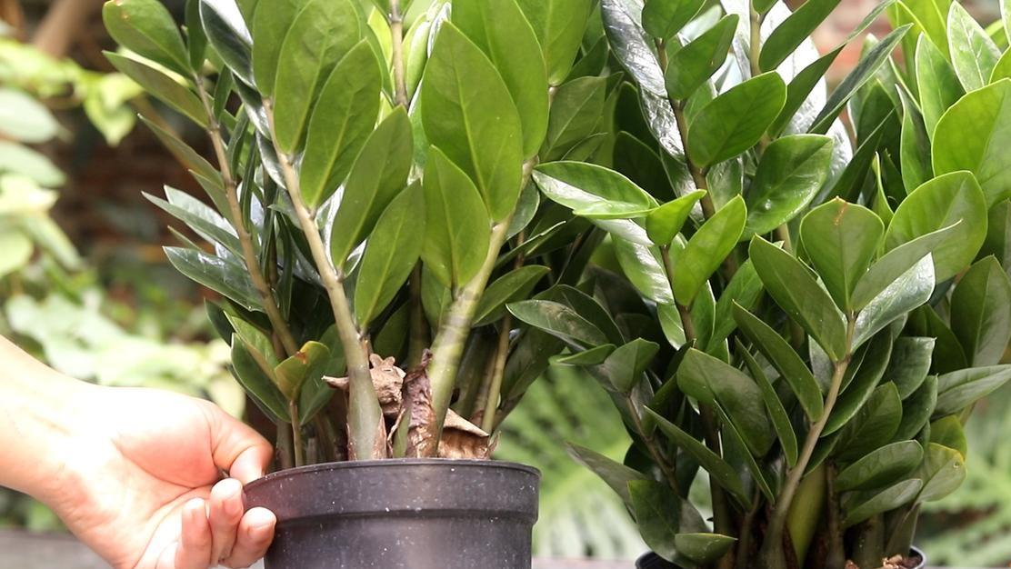 金钱树养护2妙招：叶片油亮茂盛爆盆的秘密