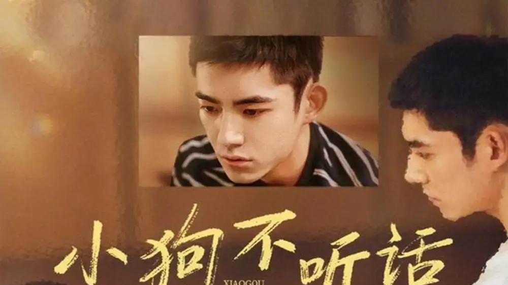 《小狗不听话》萌宠逆袭，笑泪交织、治愈人心（70集）