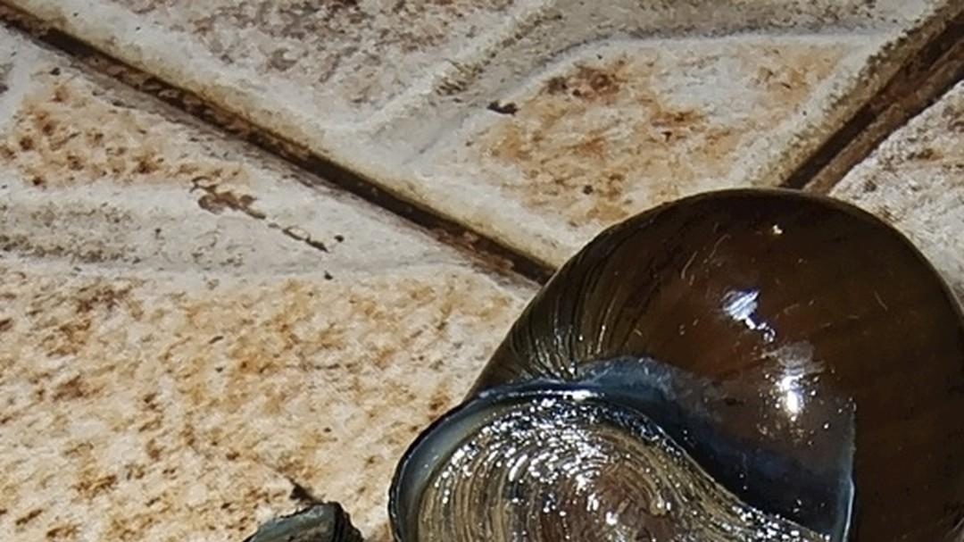 田螺种苗的活力保持咋做到？正确操作保活力，种苗入池状态佳