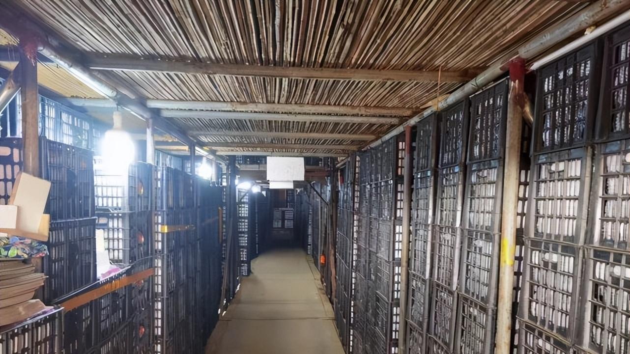 小苹果干出大事业 乡村振兴谱新篇