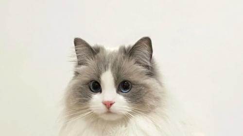 猫传腹是什么症状？早发现能救命！