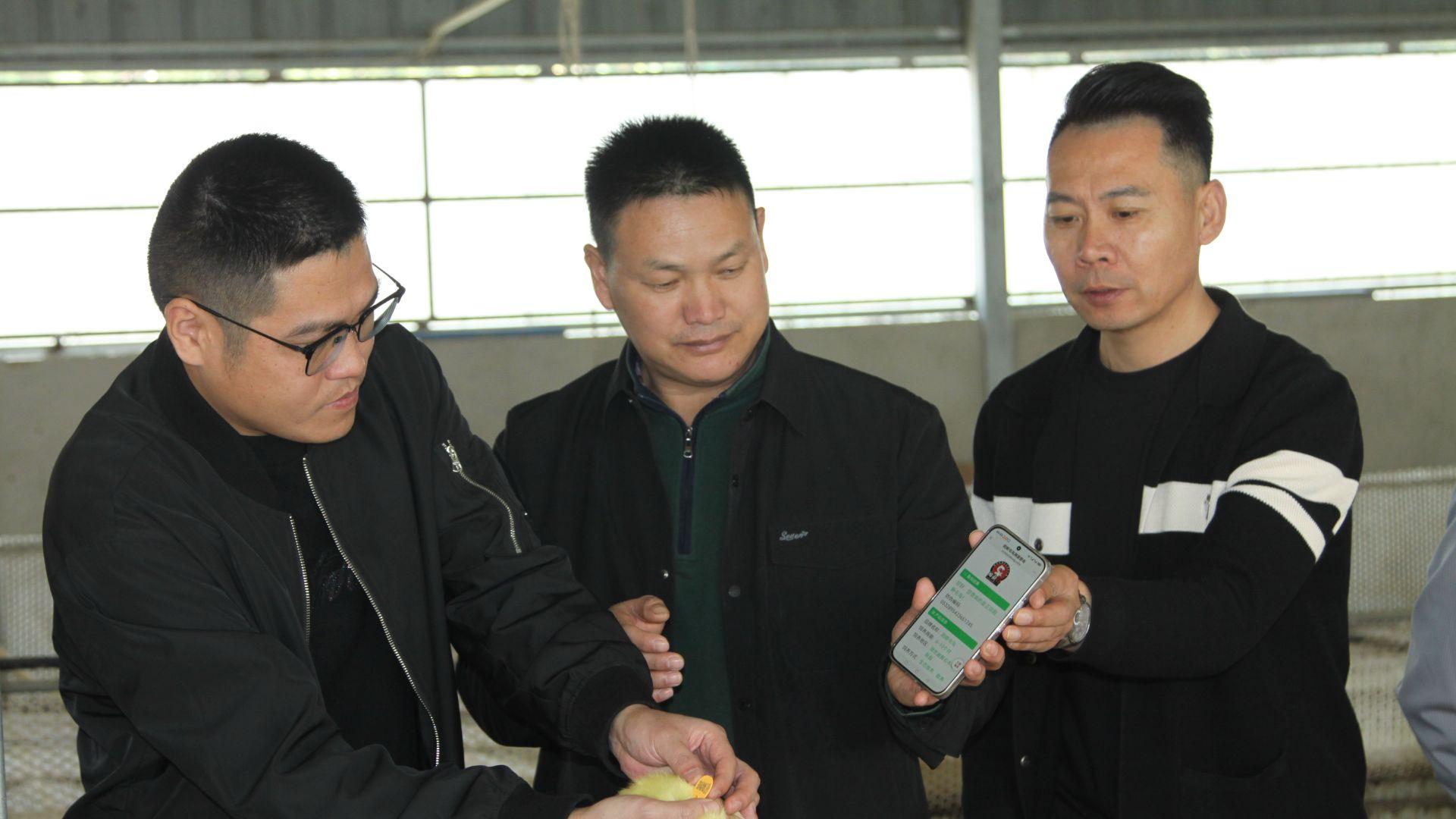 阳新屯鸟苗带“电子身份证”闯市场