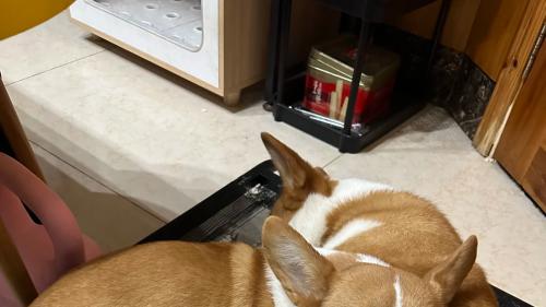 狗狗总往你身上贴贴？是撒娇还是取暖，答案藏在细节里