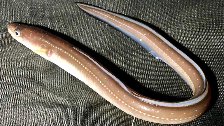 英国海滩现巨兽，其实是条康吉鳗，夜行生物为何白日误入浅滩？