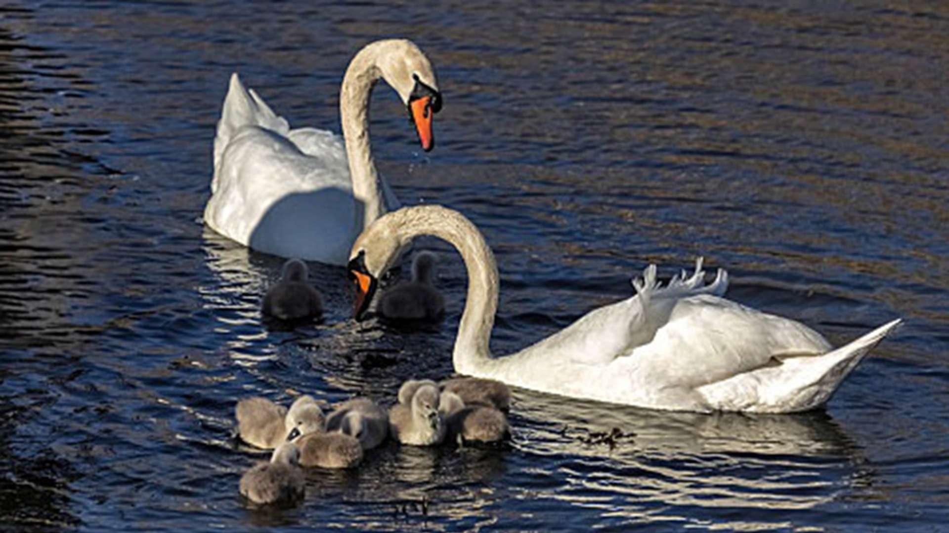 亲子行为图谱建，四月驯化效率增，家养疣鼻天鹅群，科普基地客源旺