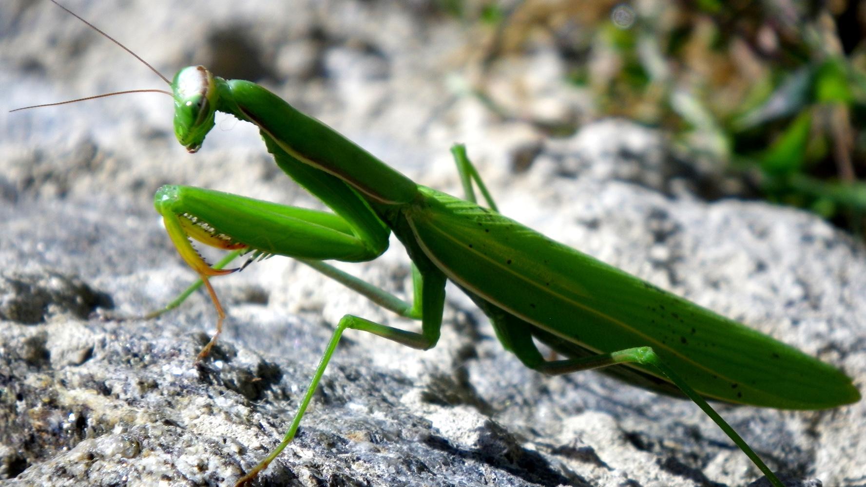 螳螂的强大源于“大刀”，如此好用的武器，为何其它昆虫没有？