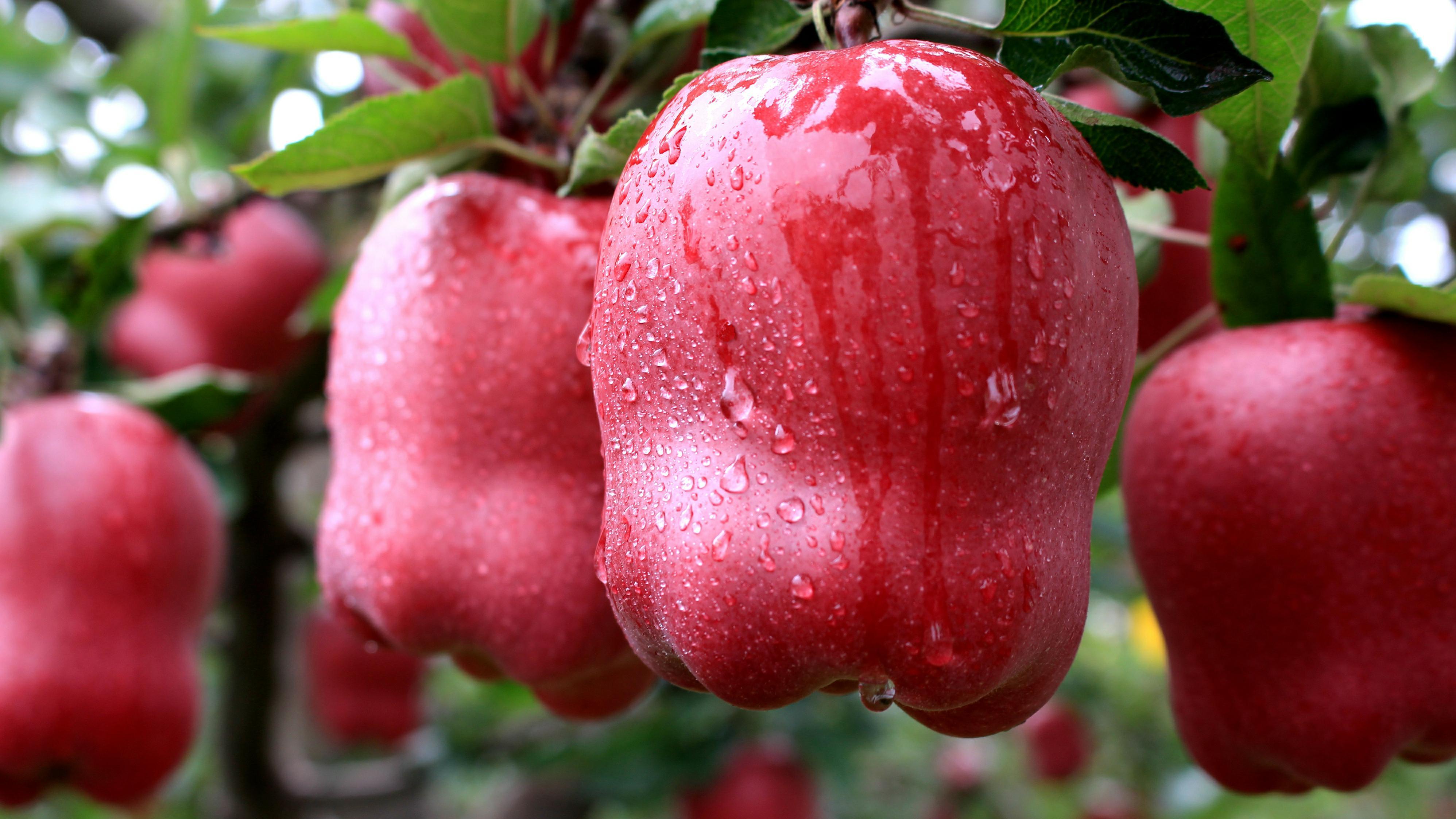 震撼！礼县苹果惊艳亮相，亿级产业燃爆金秋！