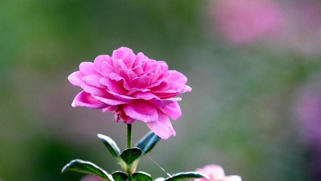 适合做自媒体的星座，有耐心，有毅力，不在乎流言蜚语，收获成功