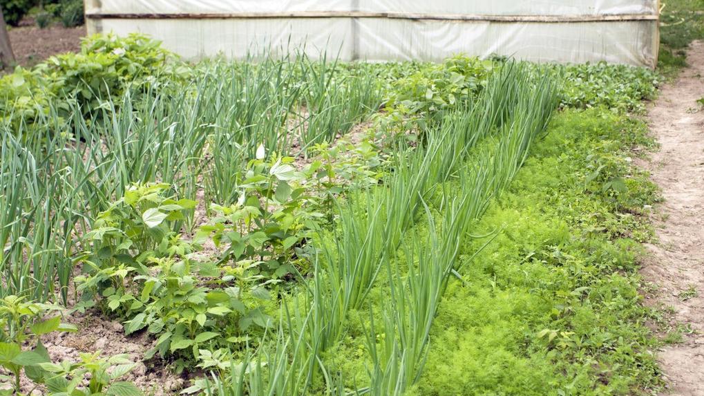 大蒜小香葱长不好？  可能是这些问题！  试试这几个方法，管用！