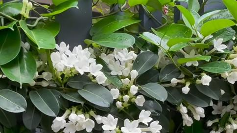 马达加斯加茉莉一直不开花？4招破解爆花秘诀，持续开花大半年！