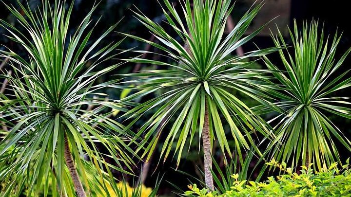 龙血树抗静电，机房环境测试，数据中心案例，湿度联动控制