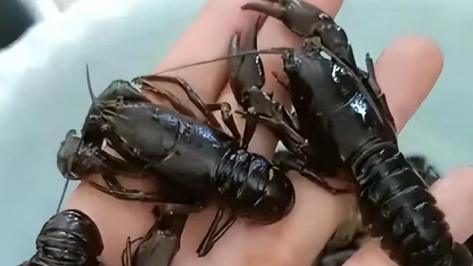 小时候常吃的8种河鲜，你还能记得几种？