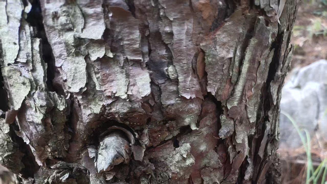 宁远县矿山项目引争议：“明租暗征”