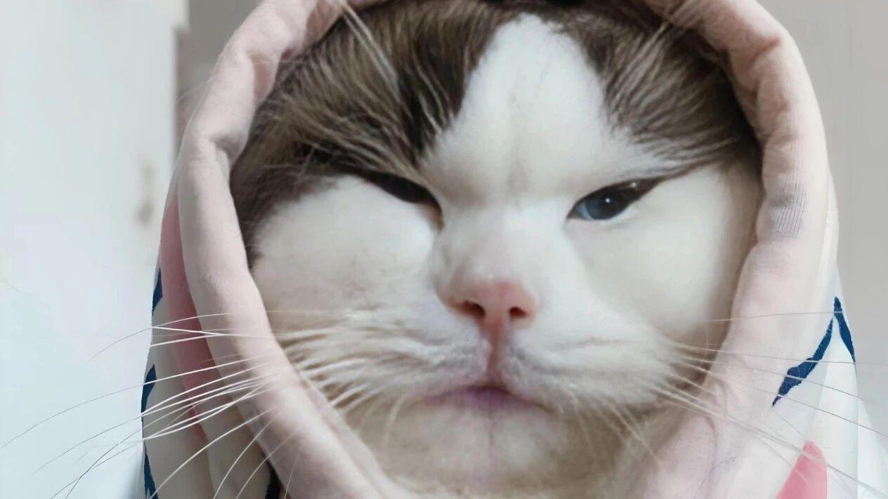 猫粮怎么选
？
哪款猫粮好
性价比高
？猫粮最值得买的十款
推荐