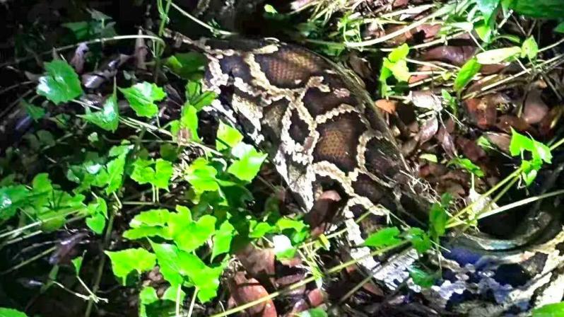 东莞林场夜遇记：四米巨蟒到访工棚，三方合力请“客”归山