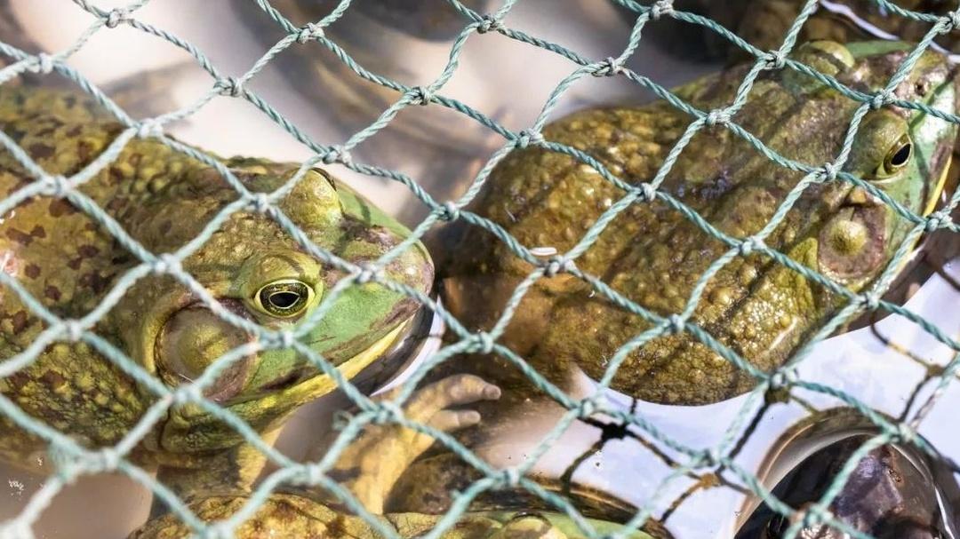 牛蛙繁殖需合理控制水温，水温调控有技巧，具体咋操作？