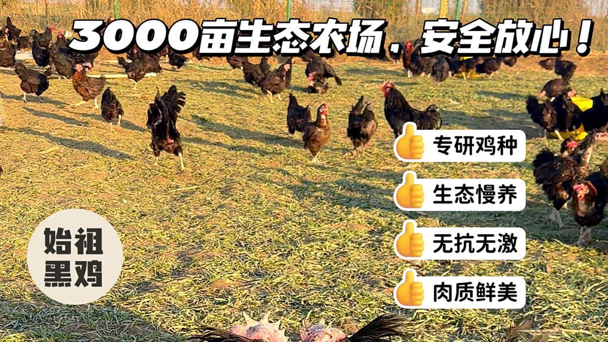 终结溏心蛋焦虑！始祖黑鸡：用匠心与阳光守护宝宝每一口营养