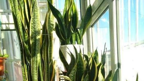 花店老板不愿告诉你的秘密：轻松扦插虎尾兰，什么是CAM植物？