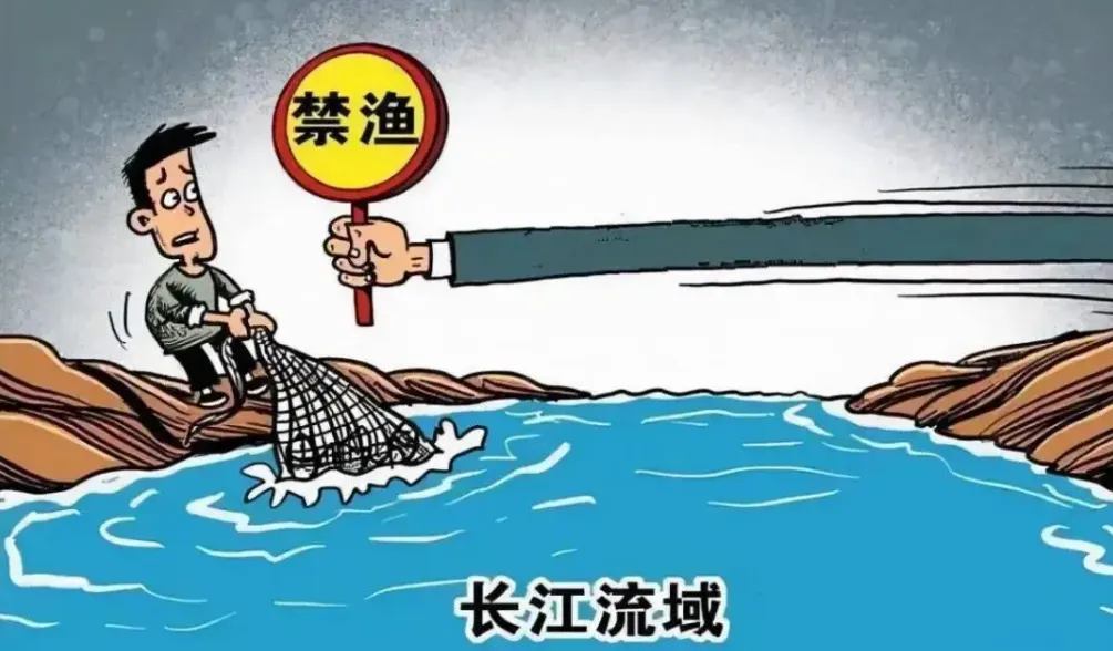 近100条，贵州河流现“鱼阵”，长江禁渔成效显著，可开放了吗？