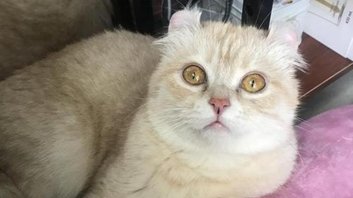 卷耳猫分离焦虑表现，行为特征识别，流浪动物救助站心理辅导，美国影像艺术作品中猫叙事