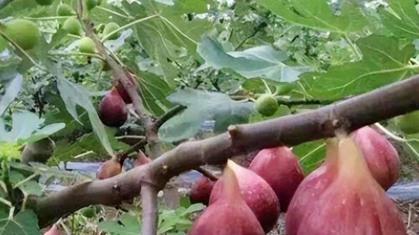 种无花果，施肥打药没效果？问题可能在这儿！