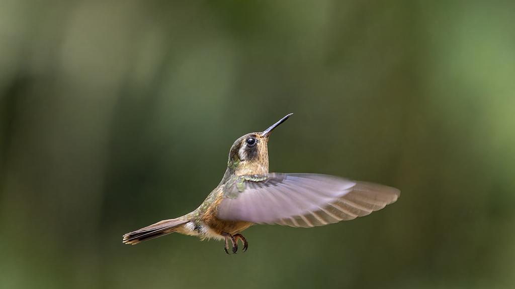 蜂鸟：倒退飞行与高代谢的物理极限