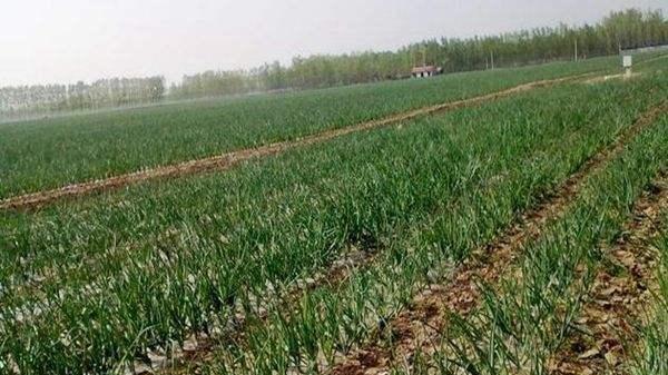 从品种到收获：洋葱种植技术的全方位解析