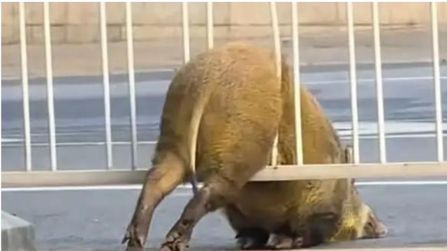南京街头野猪“打卡”博物院，卡护栏惊动多方救援